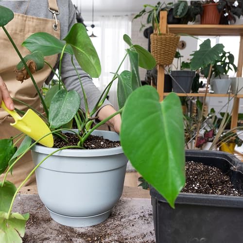Doter Monstera Potting Soil 4qt - Premium Tropical Blend with Rapid Drainage for Growing and Repotting Monstera Deliciosa (Split-Leaf Philodendron) and Swiss Cheese Plants - size: 4qt