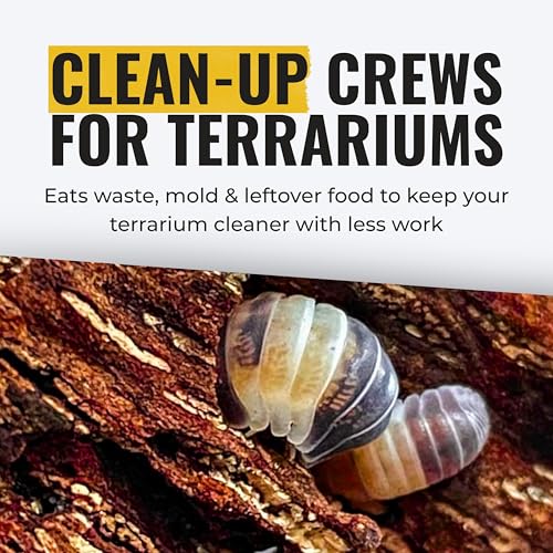 Creation Cultivated 12+ Cubaris Panda Isopods Live - Live Bugs for Bioactive Terrarium, Vivarium Clean-up Crews, and Reptile Food - Easy-Care Isopods for Terrarium