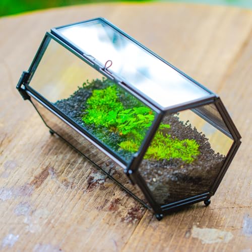 NCYP Small Glass Terrarium Enclosure with Mesh & Door for Tiny Beetle, Jumping Spiders, Hexagon Vented Glass Terrarium 6.8'' x 4.1'' x 3.6'', Indoor Decor, Black (Plants Not Include) - size: 6.8'' x 4.1'' x 3.6''