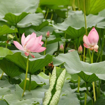 Doter Aquatic Soil for Plants - 2.2LBS, Clay Aquarium Soil Suitable for Small Ponds & Water Plants Like Lotus & Water Lily, Safe for Fish & Aquatic Life - size: 2.2 LBS