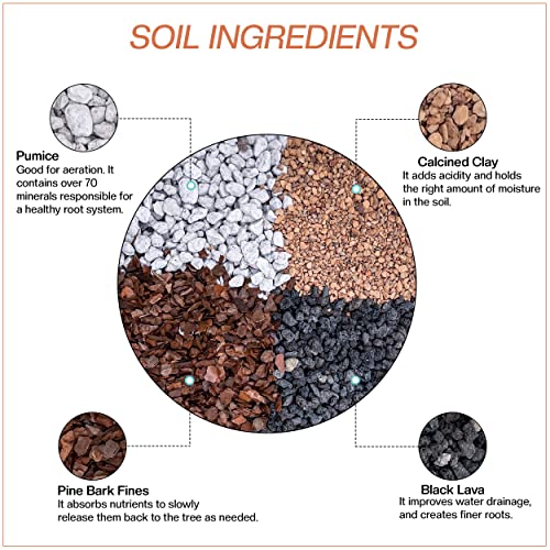 Bonsai Soil All Purpose Mix | Fast Draining Pre Blend (2 Quart Bag) Plant | Pumice, Lava, Calcined Clay and Pine Bark ● Potting Pre Mixed Bonsai Plant Soil Mixture By The Bonsai Supply - size: 2 Quarts All Purpose Mix
