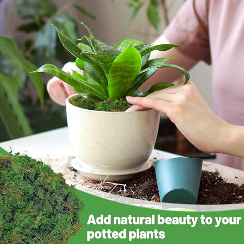 5oz Natural Green Moss for Plants Indoor - Dried Forest Real Moss for Crafts, Artificial Fairy Gardens, Mosswall, Glass Terrariums, Floral Design, Home Decor - style: 5oz