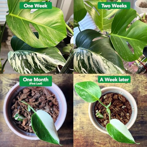 Noot Bio-Organic Plant Food Liquid Fertilizer - Makes 7 Gallons - Root Boosting Mycorrhizae - Fast Growth for Monstera, Aroid, Succulent, Orchid, Calathea, Philodendron - Use Every Watering (2 Vials) - size: Noot Plant Food (Makes 7 Gallons)