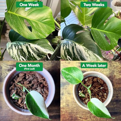 Noot Bio-Organic Plant Food Liquid Fertilizer - Makes 7 Gallons - Root Boosting Mycorrhizae - Fast Growth for Monstera, Aroid, Succulent, Orchid, Calathea, Philodendron - Use Every Watering (2 Vials) - size: Noot Plant Food (Makes 7 Gallons)