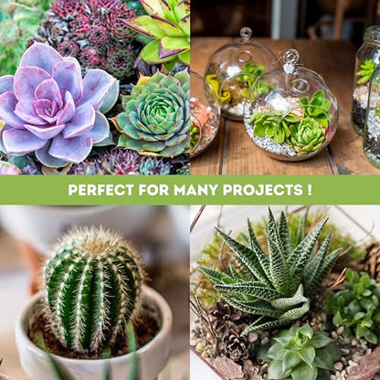 3FT LED Succulent Terrarium Plant Grow Light Linkable Full Spectrum Daylight with Enhanced 660nm Red and 450nm Blue LightTech Indoor Lighting Fixture (3 FT) - size: 3 FT