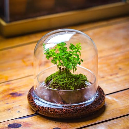 Small Glass Cloche Dome with Base for Plants 5.9 x 5.9 x 5.7 Inch | Clear Glass Cloche Bell Jar - Home Tabletop Display Terrarium, Indoor Decorative (No Plants Included)