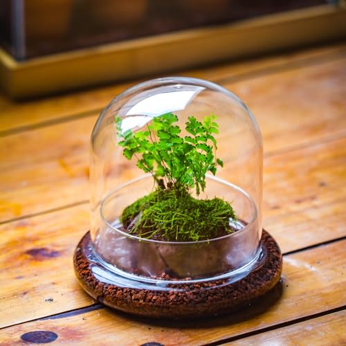 Small Glass Cloche Dome with Base for Plants 5.9 x 5.9 x 5.7 Inch | Clear Glass Cloche Bell Jar - Home Tabletop Display Terrarium, Indoor Decorative (No Plants Included)