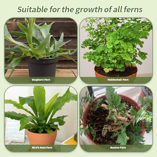 Doter Potting Soil Mix for Fern 2qt, Custom Hand Blended Mixture Suitable for Indoor/Outdoor Potted Fern Plant - size: 2qt