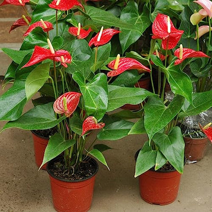 Premium Organic Anthurium Mix by Gardenera - Elevate Your Plant Care Routine - 4 QUARTS - size: 4 Quart Bag