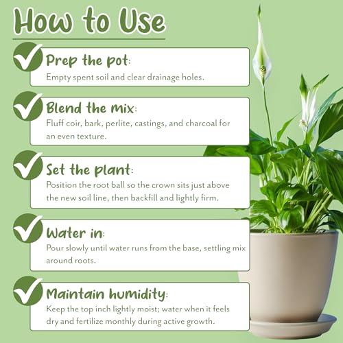 Soil Sunrise Aroid Plant Potting Soil Mix (8 Quarts) for Pothos Devil's Ivy, ZZ Plant, Chinese Evergreen, Dumb Cane Philodendron, Syngonium, Alocasia, Colocasia Etc.