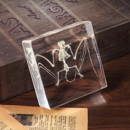 Taxidermy Bat and Real Bat Specimens Mounted in Resin, Ideal Gift for Fans of Taxidermy, Animal Skulls, Oddities, and Biology (Bat Skeleton) - color: Bat Skeleton