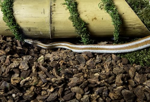 Galapagos (05026) Jurassic Fir Bark® 100% Douglas Fir High Absorbency Reptile Bedding, Ideal for Snakes, Geckos, & Tropical Terrariums, 24QT