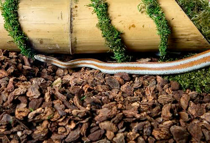 Galapagos (05026) Jurassic Fir Bark® 100% Douglas Fir High Absorbency Reptile Bedding, Ideal for Snakes, Geckos, & Tropical Terrariums, 24QT