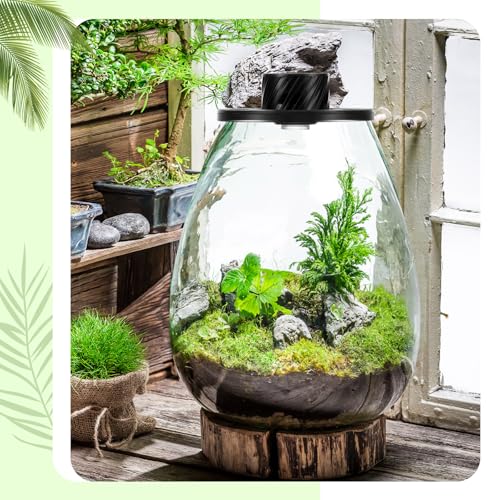 Maxdot Glass Plant Terrarium Kit with LED Grow Light, Desk Terrarium for Venus Fly Trap, Succulents, Moss & Miniature Garden, Borosilicate Glass Desktop Planter for Home Office(6.9 x 7.8 Inch) - size: 6.9 x 7.8 Inch