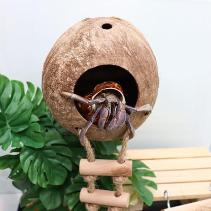 Hermit Crab Climbing Toy, Natural Coconut Reptile Hideout with Ladder, Hanging Coconut Reptile House, Cage or Tank Cave Habitat Accessories, Suitable for Gecko Snake Lizard Chameleon Hermit Crab