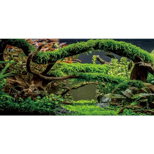 AWERT 30x12 inches Aquarium Background Branches Terrarium Background Aquatic Plant River Bed & Lake Fish Tank Background Vinyl Background - size: 30x12in/75x30cm