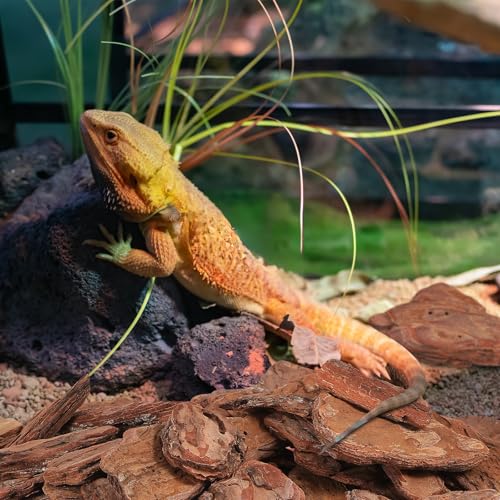 VICASKY Reptile Tank Landscaping Material Pine Bark Chips 8-10cm 500g Pack Rainforest Terrarium Bedding for Tortoise and Reptile Habitat Decor