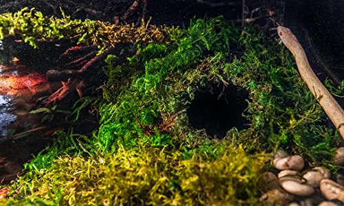 Galápagos (05348) Mossy Cave Hide, 6", Green Sphagnum - size: 6"