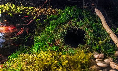 Galápagos (05348) Mossy Cave Hide, 6", Green Sphagnum - size: 6"