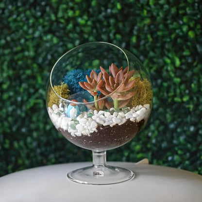 Creations by Nathalie DIY 6" Chalice Terrarium Kit Build Your Own Glass Terrarium for Adults & Teens, DIY Terrarium Kit with Live Moss, Crystals, Soil (Plant Not Included) - color: 6" Chalice