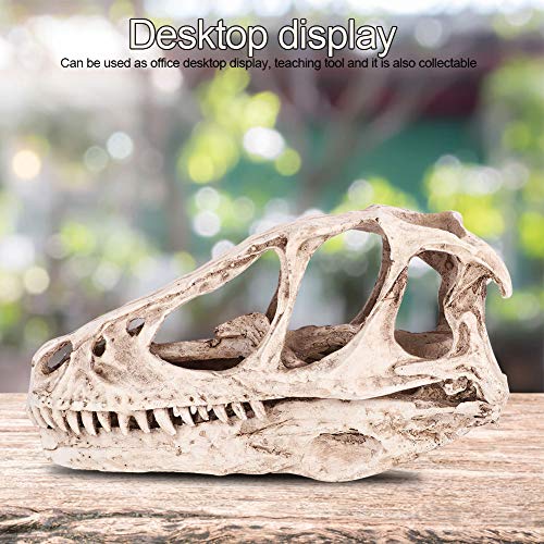 CHICIRIS Resin Dinosaur Skull, Detailed Skeleton Model Statue for Aquarium, Terrarium, Fish Tank Decor ¨C Perfect for Home, Office, Classroom or Aquarium Enthusiasts