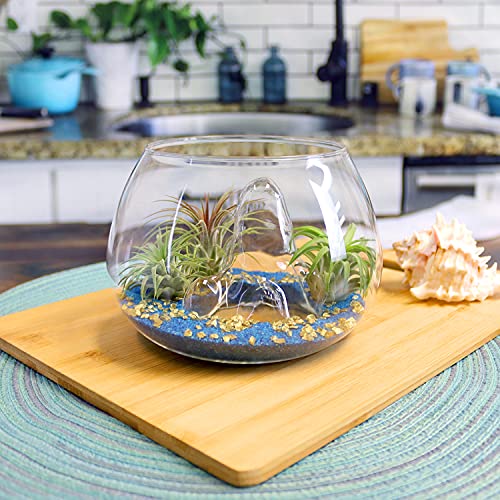 6 Inch Glass Mountain Bowl DIY Terrarium Kit with Sand, Gold Flakes and 3 Live Tillandsia Air Plants for Indoor Gardens and Home Decor