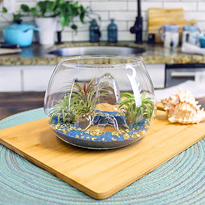 6 Inch Glass Mountain Bowl DIY Terrarium Kit with Sand, Gold Flakes and 3 Live Tillandsia Air Plants for Indoor Gardens and Home Decor