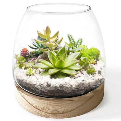 6 Inch Plant Glass Terrarium with Removable Wooden Base for Succulents Glass Bowl for Air Plant Cactus Moss (Plants not Included)