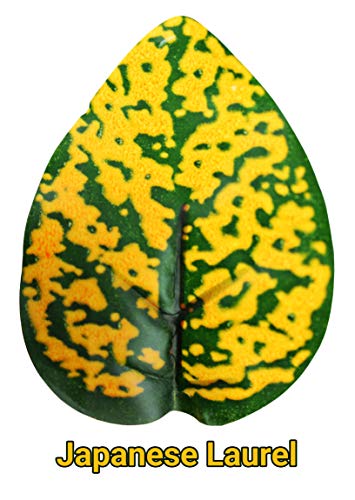 Pangea Leafy Vine for Reptile Terrarium Habitat (Japanese Laurel)