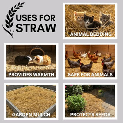 Premium Wheat Straw Growing Substrate – Clean, Dried & Chopped – Ideal for Mushroom Cultivation, Garden Mulch, Worm Bedding & Composting (4 Pounds) - size: 4 Pounds