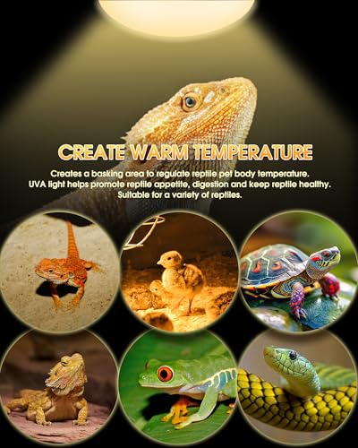 Reptile Heat Lamp Bulbs -100W UVA Natural Daylight Heating Lamp Basking Bulb for Bearded Dragon, Basking Spot Floodlight Light for Reptiles, Lizard, Turtle, Snake Bathroom, Plants,Chickens Pets,2 Pack - color: Daylight