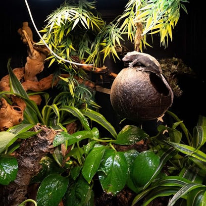 2'x2'x2' Reptile Enclosure - The Zen Habitat 3.0
