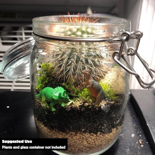 Cute Farms Terrarium Starter Kit | Moss, Vermiculite, Soil, Plant Food, Brush, Build and Care Guide | DIY Succulent Terrarium Kit for Adults and Kids - style: Terrarium Kit (No Glass)