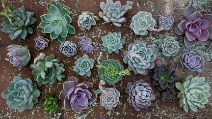 Espoma Organic Cactus Potting Soil Mix, Natural & Organic Soil for Cactus, Succulent, Palm, and Citrus Grown in containers Both Indoors and Outdoors, 4 qt, Pack of 2 - size: Pack of 2