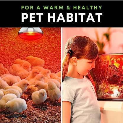 KOR 250 Watt R40 Incandescent Light Bulbs (2-Pack) - Bathroom Infrared Heat Lamp for Chickens Puppies Reptiles Livestock Poultry, Sauna Red Light Therapy Bulb - 2,000 Hour Rated, E26 Base, 120V - color: Red