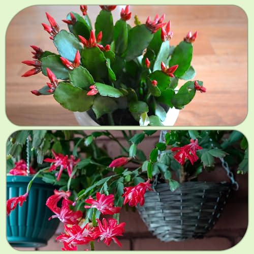 Doter Christmas Cactus Potting Soil Mix 4qt, Ideal for Succulents, Christmas Cacti, and Other Indoor Potted Plantings - size: 4qt