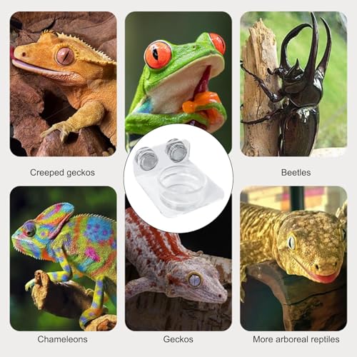 Gecko Feeder - Gecko Feeding Ledge Suction Cup, Reptile Food Feeder Bowl, Suction Cup Food Tray Lizard | Acrylic, Magnet, Bowls, Reptile Feeding Ledge for Lizards, Chameleons, Tree Frogs, - color: A