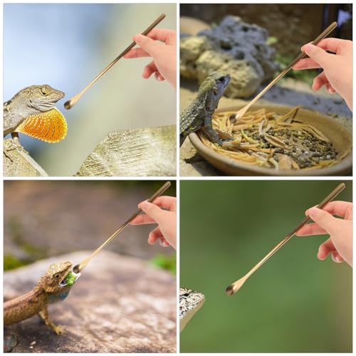 Housoutil 3pcs Reptile Feeding Spoon Handle Lizard Food Scoop for Bearded Dragons Geckos More Easy to Use for Pet Owners Gold - color: As Shown 3