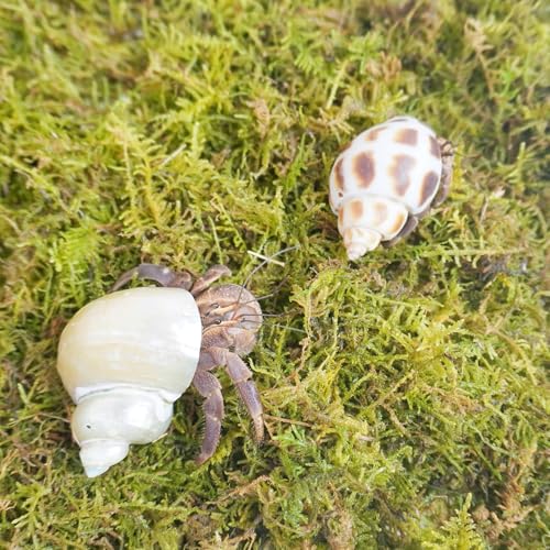 4oz Hermit Crab Moss Substrate, Perfect for Terrarium Habitat Decor& Tank Accessories, Humidity Control & Small Pet Enclosure Supplies