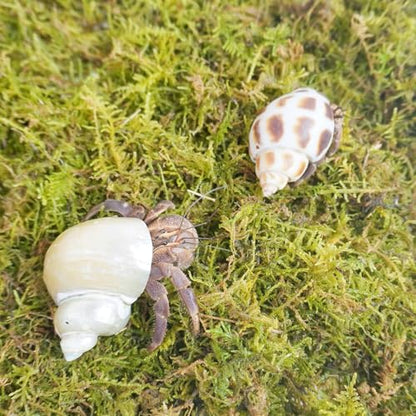 4oz Hermit Crab Moss Substrate, Perfect for Terrarium Habitat Decor& Tank Accessories, Humidity Control & Small Pet Enclosure Supplies