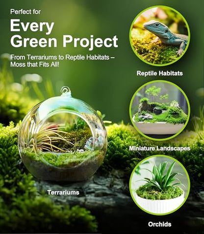Live Moss Variety Pack for Reptiles– 3-Pack Mixed Real Terrarium Mosses (Each 3.5" x 7") – Live Sheet/Sphagnum Moss for Snake Gecko Turtle Frog Habitats, DIY Plant Décor – Fresh Reptiles Substrate