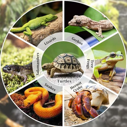 Reptile Bathing Pool 7 Pcs Tortoise Water Dish with Ramp Extra Large Turtle Feeding Bowl with Steps Reptile Food & Water Dishes 2-in-1 Gecko Habitat Decoration Accessories Lizard Bath Tub