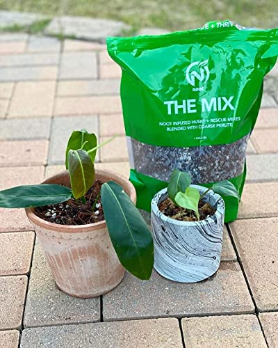 Noot Potting Soil Mix for Indoor & House Plants – 1 Gallon – Orchid, Succulent, Cactus, Aroid, Houseplant, Monstera – Bio-Organic – Fast Draining – Rapid Root Growth – Pre-Soaked & Ready to Use - size: Noot Potting Mix