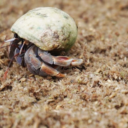 Natural Premium Sphagnum Moss Fiber Substrate for Hermit Crab, Ideal Accessories for Hermit Crab Tanks, Great for Mixing with Hermit Crab Sand - size: 2QT