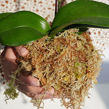 Sphagnum Moss 1.2 lb for DIY Moss Pole, Great Potting Mix for Indoor Plants, Help with Maintain Humidity - size: 1.2 lb