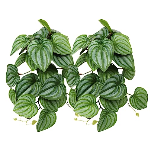 2Pack Reptile Fake Plants for Terrarium, Snake Tank Accessories, Habitat Decor Artificial Hanging Plants with Suction Cup - Fake Calathea Orbifolia - color: I-fake Calathea Orbifolia