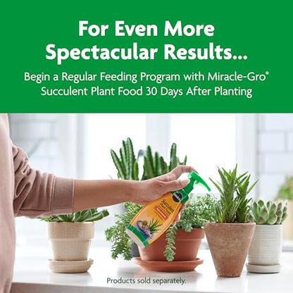Miracle-Gro Cactus, Palm and Citrus Potting Mix, For Indoor or Outdoor Container Plants, Great for Succulents, 8 qt., 3-Pack - style: Potting Mix 3 Pack