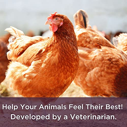Dr. Connie's Probiotic + Electrolyte Powder for Chickens, Ducks, Goats, Poultry & Livestock | Natural Gut & Hydration Support | Veterinarian Formulated