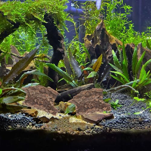 Homoyoyo 10Pcs Reptile Tree Bark Decor Natural Cork Bark Platform for Lizards Turtles Chameleons Terrarium Climbing and Basking Habitat Accessories