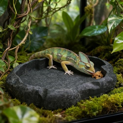 Resin Rock Reptile Food and Water Bowl, Terrarium Dish for Bearded Dragon, Leopard Gecko, Lizard, Tortoise Feeder Accessories - color: Dark green M